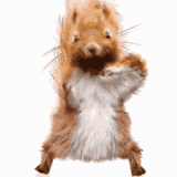 dancing squirrel