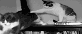 1748901901228080