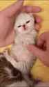 1743888742771701_thumb.jpg