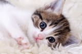 shutterstock_781327003-1-505177816