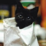 cat-in-bag