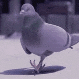 pigeon