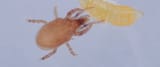 Stratiolaelaps scimitus