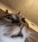 crazy-cat-insane-cat[1]
