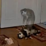 1727580141990525