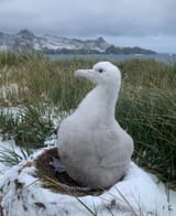 Albatross