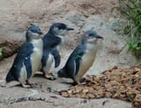 images - 2025-06-22T222333.944