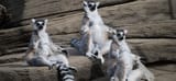 lemurs seated meditating