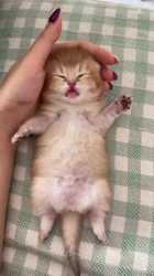 1742221721166_thumb.jpg