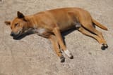 brown-stray-dog-on-the-streets-of-the-city-free-photo