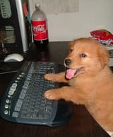 new dog