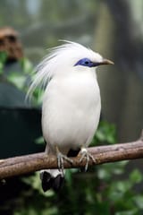 bali-myna-295e2511-0704-42ba-85aa-6289c6c4df5-resize-750-494523746