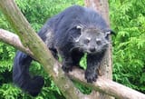 640px-Binturong_in_Overloon
