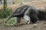 anteater-kounany-full-body-shot