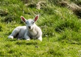 spring-lamb-in-the-sunshine