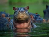 hippopotamus-closeup-water_4x3