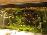 mi acuario