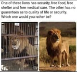 lion