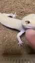 1743951548562896_thumb.jpg