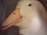 1728080405361128