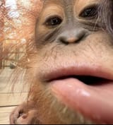 orangutan close-up