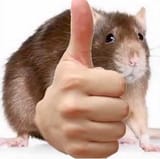 Rat nice
