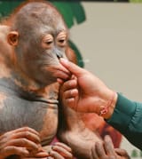munky