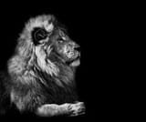 images (1)