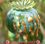 opium fresh