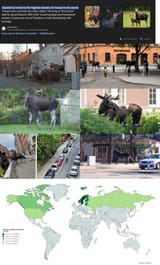 Moose