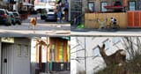 the deers