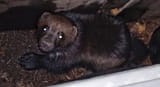 bear cat