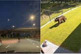 bear spotted in 