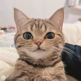 1733397440931233