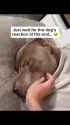 hond_thumb.jpg