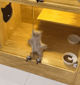 dancing-cat-jump-cat