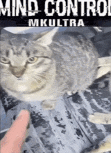 cat-hypnosis