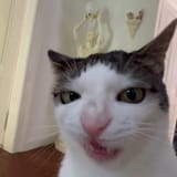 1726900131911132