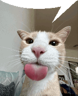 cat-cats