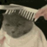 cat-haircut-cat