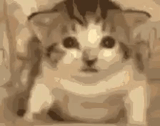 cat-explode-cat-explosion