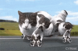 cyriak-cat