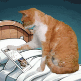 cat-cute-devon-rex-scrolling-cats-cell-phone-late-night-meme