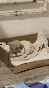 puppy-tired