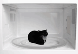 maxwell-cat