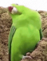 dancing-parrott