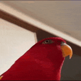 joking-staring