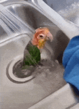 bird-shower