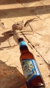 crab-dragging