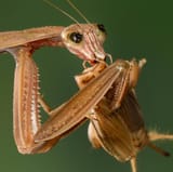 praying mantis